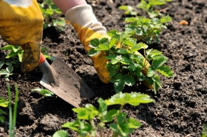 Planting-Strawberries-in-Garden