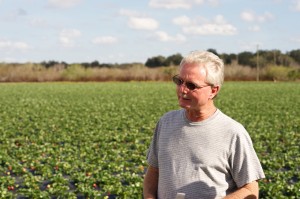 A Florida Strawberry Harvest Tour at Mike Lott's farm in 2012